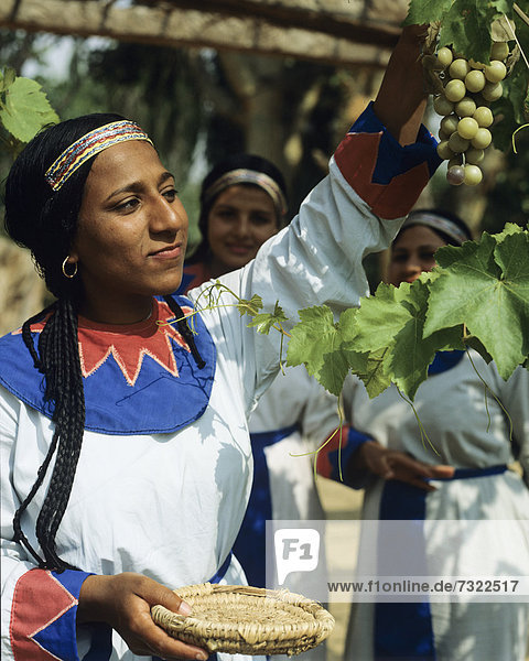 Kairo  Hauptstadt  Frau  Tradition  Wein  Produktion  Dorf  Weintraube  aufheben  Ägypten