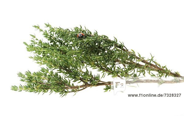 CULINARY HERBS HERB THYME Thymus vulgaris One of the most popular herbs used in cooking