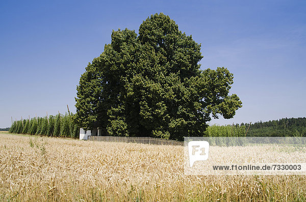 Alte Linde (Tilia)  Naturdenkmal bei Mainburg  Getreidefeld  Hallertau  Bayern  Deutschland  Europa