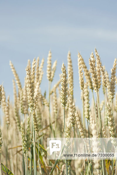 Weizen (Triticum) in einem Feld  Schweden  Europa