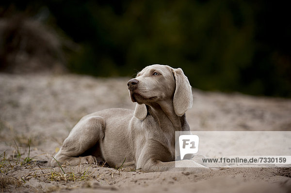 Weimaraner Junghund liegt im Sand