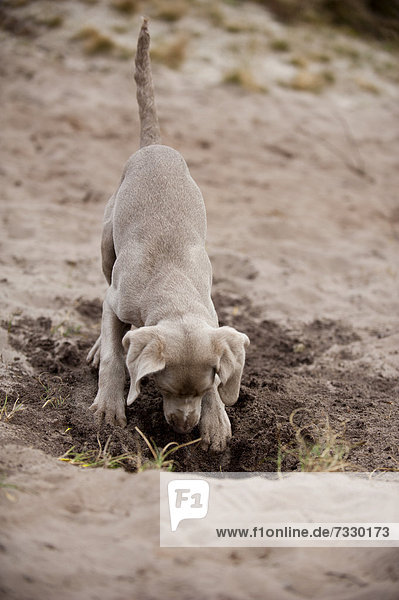 Weimaraner Junghund buddelt im Sand