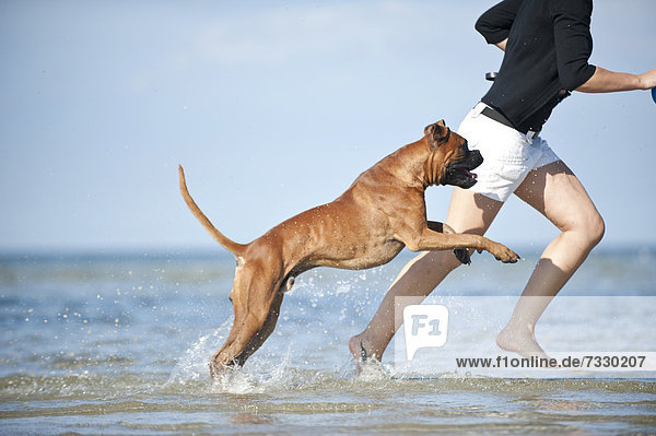 Woman running with a boxer in the water  Baltic Sea  Mecklenburg-Western Pomerania  Germany  Europe
