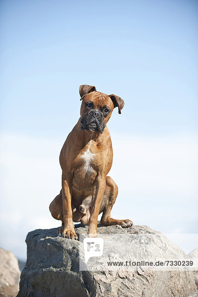 Boxer sitzt auf einem Stein