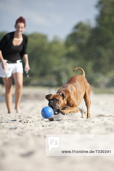 Boxer spielt mit einem Ball am Strand  Hundebesitzerin schaut zu  Ostsee  Mecklenburg-Vorpommern  Deutschland  Europa