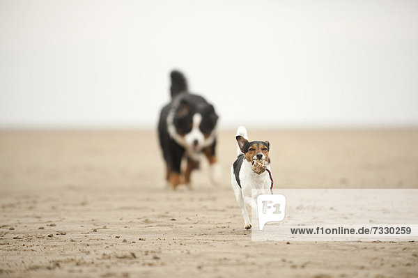 Berner Sennenhund verfolgt Jack Russell Terrier am Strand