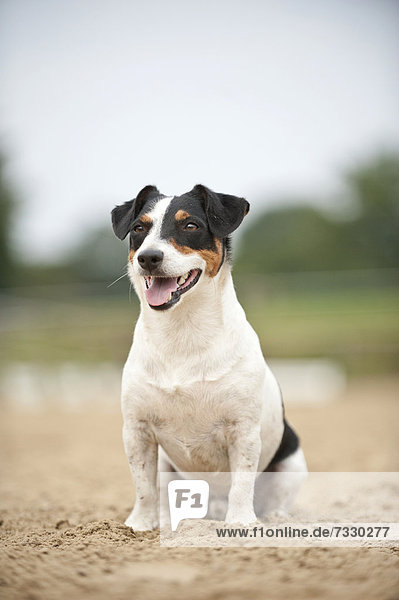 Sitzender Jack Russell Terrier