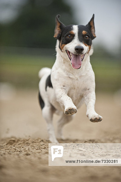 Galoppierender Jack Russell Terrier