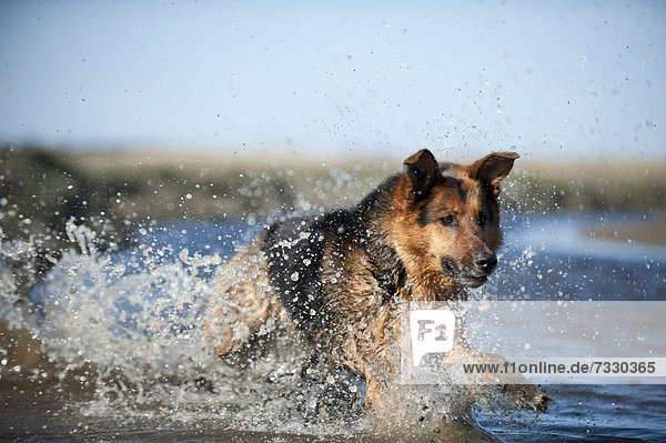 Deutscher Schäferhund springt ins Wasser