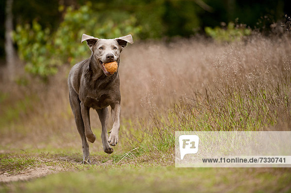 Labrador Retriever apportiert Ball