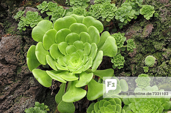 Aeonium  Rosetten-Dickblatt  Rosettendickblatt (Aeonium percarneum)  Gran Canaria  Kanarische Inseln  Spanien  Europa