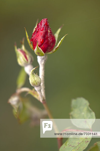 Geschlossene Knospen einer Rose (Rosa) mit Mehltau  Bergisches Land  Nordrhein-Westfalen  Deutschland  Europa