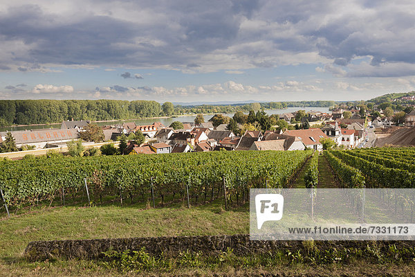 Weinort Nierstein am Rhein  Rheinland-Pfalz  Deutschland  Europa