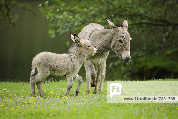 Donkey or Ass (Equus asinus asinus)  mare with a foal  state game reserve  Lower Saxony  Germany  Europe