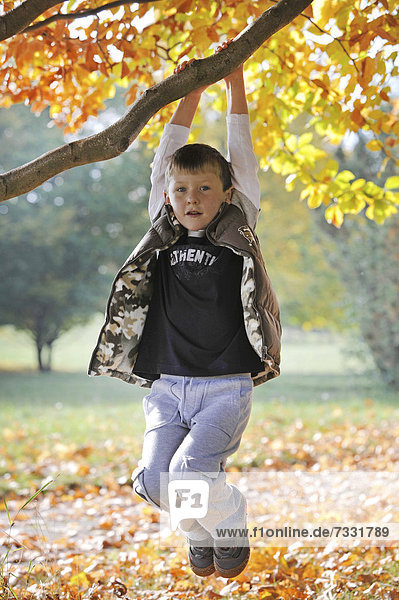 6-year-old boy hanging from a branch and rocking  Thuringia  Germany  Europe