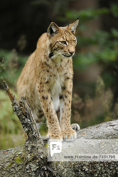 Luchs (Lynx lynx)  Tierfreigelände Nationalpark Bayerischer Wald  Bayern  Deutschland  Europa