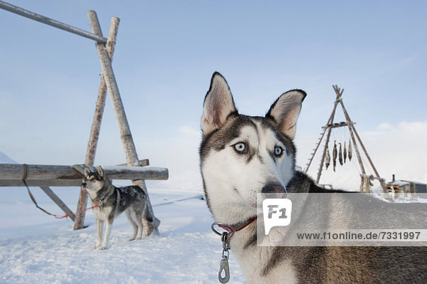 Wäscheständer Europa Tradition trocknen hängen Hund frontal Norwegen Spitzbergen Longyearbyen Schlitten Svalbard