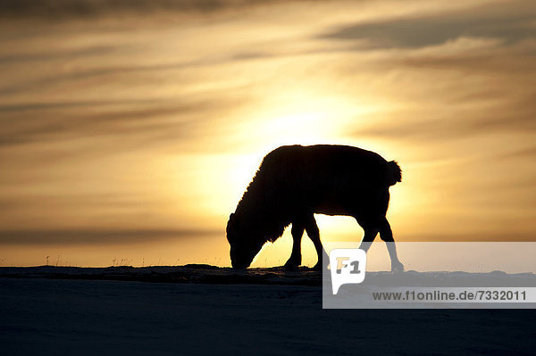 Spitzbergen-Rentier (Rangifer tarandus platyrhynchus)  ohne Geweih  Silhouette im Sonnenaufgang  Adventdalen  Longyearbyen  Spitzbergen  Svalbard  Norwegen  Europa