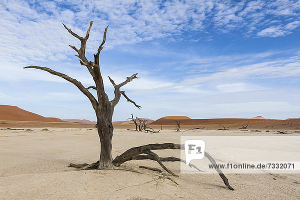 Erde Erdreich Boden trocken Namibia Namib Namib Naukluft Nationalpark kahler Baum kahl kahle Bäume Afrika Sossusvlei