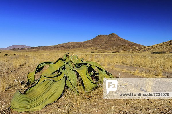 Welwitschie (Welwitschia mirabilis)  Brandberg Umgebung  Damaraland  Namibia  Afrika