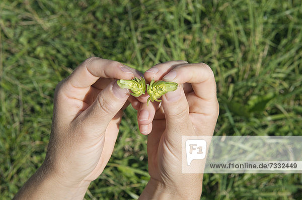 Checking the quality of Hops (Humulus lupulus)  breaking a flower cone  Mainburg  Hallertau area  Bavaria  Germany  Europe