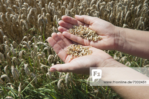 Prüfen der Weizenqualität  Weizenkörner (Triticum) in der Hand  Mainburg  Hallertau  Bayern  Deutschland  Europa