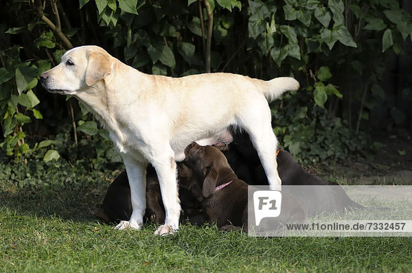 Blonder Labrador säugt braune Labrador Retriever Welpen