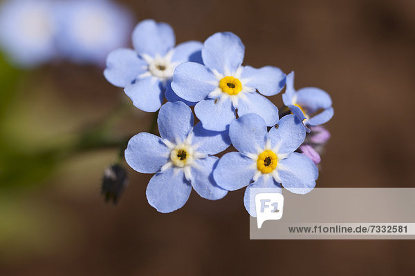 Vergissmeinnicht (Myosotis)  Blüten  hellblau