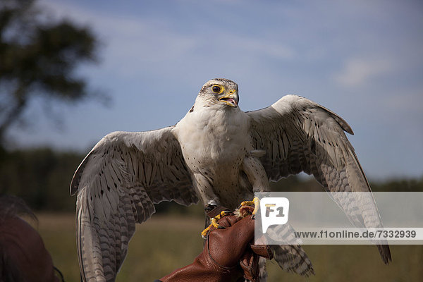 Lanner oder Lannerfalke (Falco biarmicus) auf Falknerhandschuh