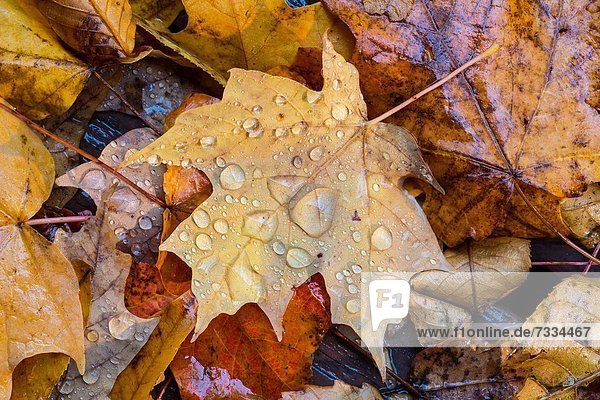Close up of wet fall leaves