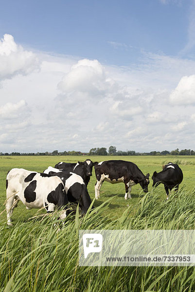 Five Holstein cows grazing in a field