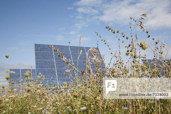 Solar panels in a field of long grass and clovers