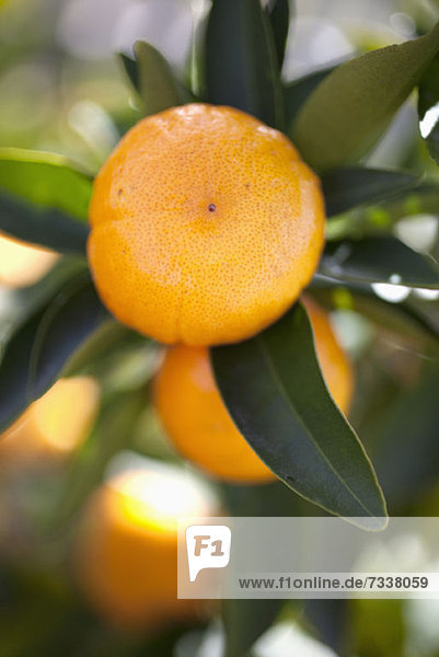 Auf einem Baum wachsende Mandarinen