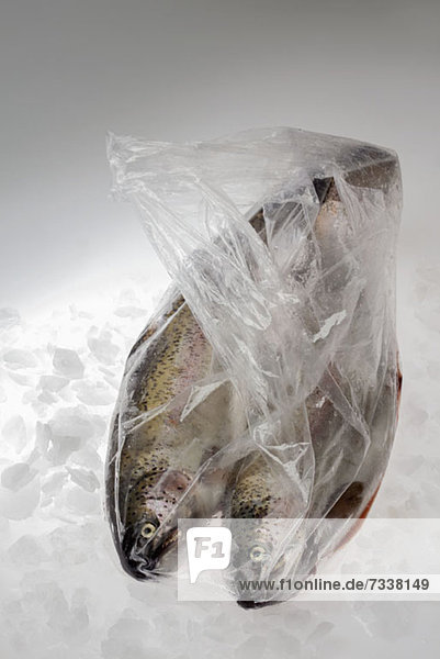Rainbow trout in bags on ice