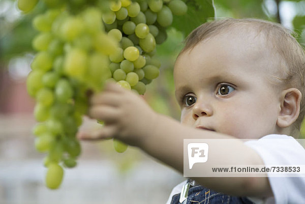 Baby starrt auf Weintrauben
