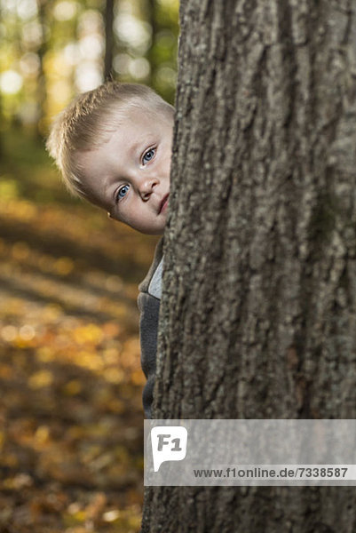 Ein kleiner Junge  der hinter einem Baumstamm herguckt.
