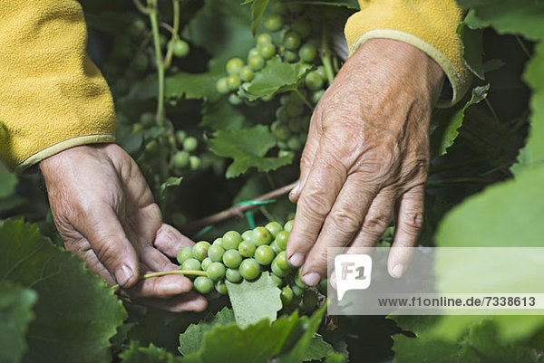 A senior man holding a bunch of grapes growing on a vine  close-up of hands