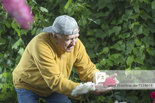 A senior man holding a rose carefully while examining it in his garden