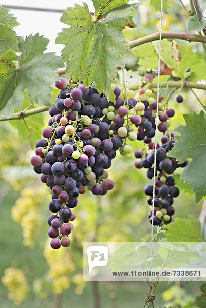 Bunches of ripe red grapes hanging from a vine