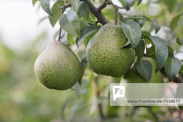 Ripe pears hanging from the branch of a pear tree