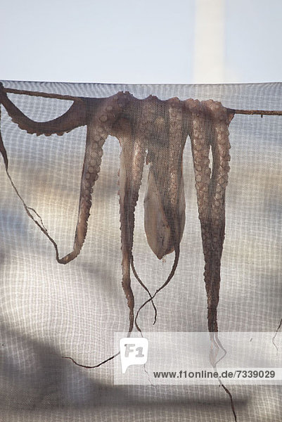 Octopus drying under net