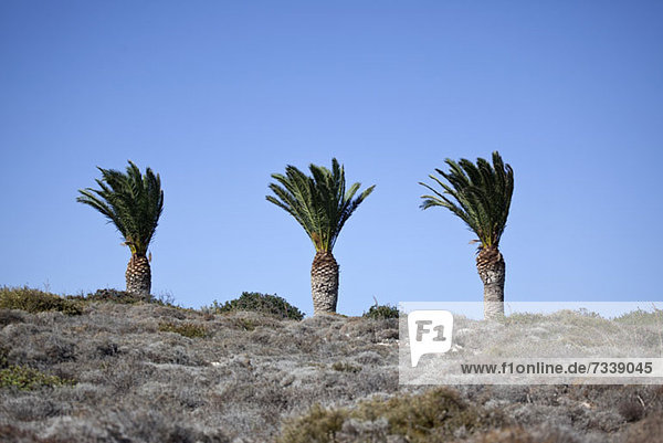 Three palm trees on top of hill
