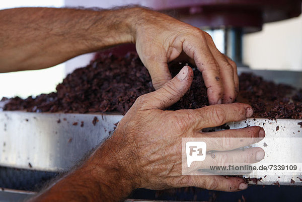 A man handling crushed grapes in a vineyard  close-up of hands