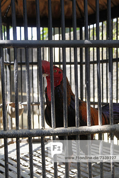 A rooster in a cage with metal bars
