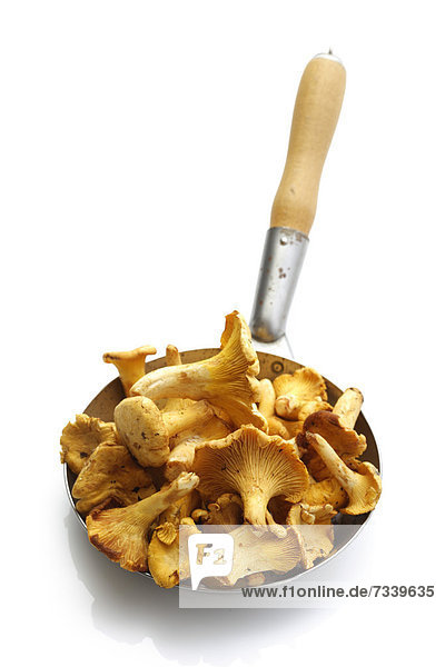 Golden Chanterelles or Girolles (Cantharellus cibarius) in a pan