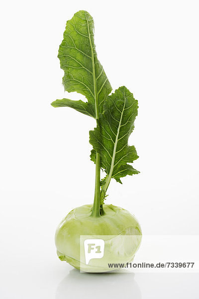 Kohlrabi (Brassica oleracea var. gongylodes)