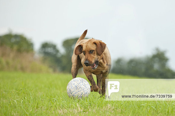 Hund spielt mit einem Fußball auf einer Wiese