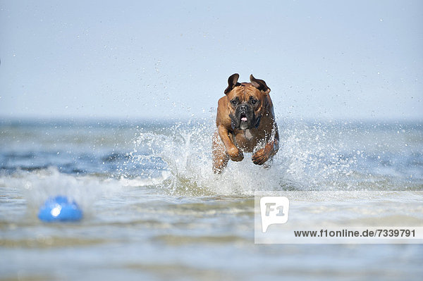Boxer spielt im Wasser mit einem Ball