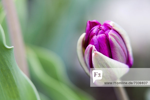 Geschlossene violette Tulpenknospe (Tulipa) auf der Insel Mainau  Baden-Württemberg  Deutschland  Europa