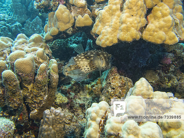 Ein Gelbflecken Igelfisch (Cyclichthys spilostylus)  Mangrove Bay  Rotes Meer  Ägypten  Afrika